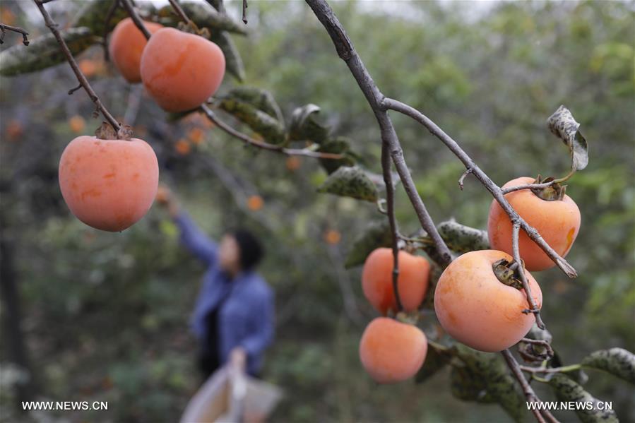 الصورة: تنمية اقتصاد الفواكه تساعد على النهوض الريفي في محافظة بوسط الصين