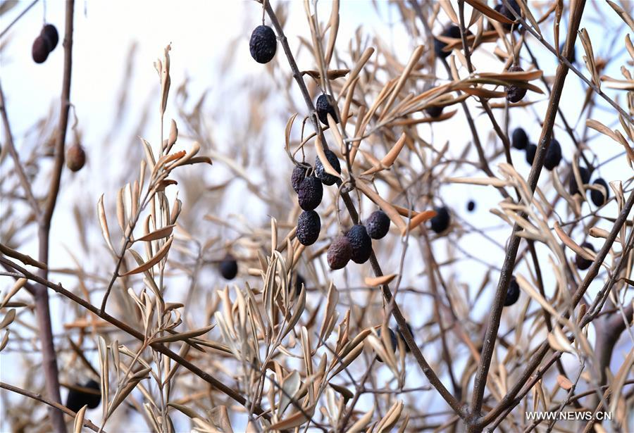 الصورة: آثار حرائق الغابات في سوريا
