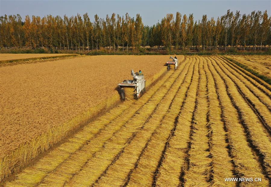 الصورة: اقتراب نهاية موسم حصاد المحاصيل في الخريف بمقاطعة خبي 