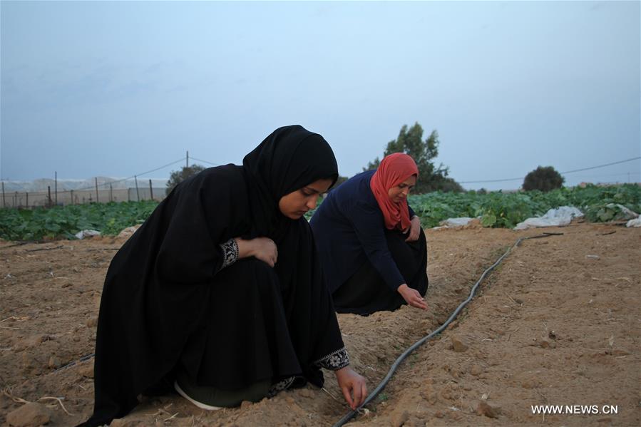 MIDEAST-GAZA-KHAN YOUNIS-BORDER LAND-FARMING