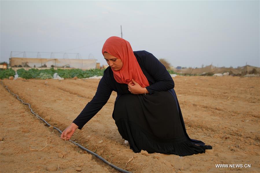MIDEAST-GAZA-KHAN YOUNIS-BORDER LAND-FARMING