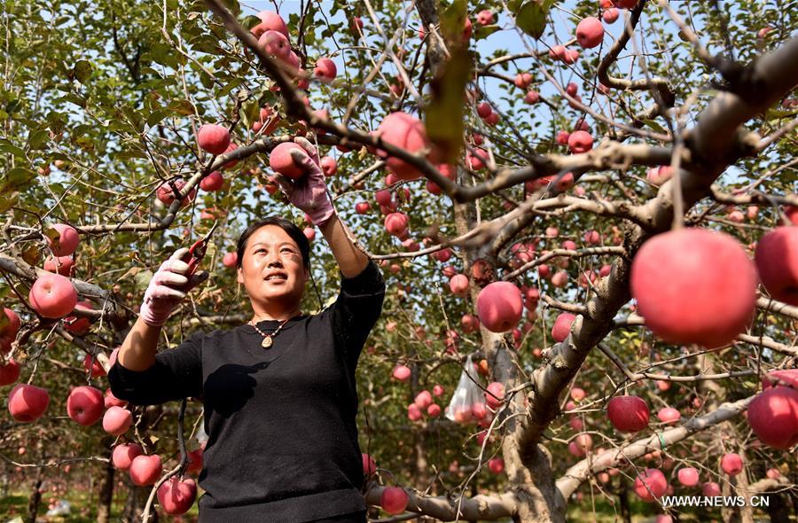 الصورة: التفاح يدفع زيادة دخول المزارعين في مدينة بشمالي الصين