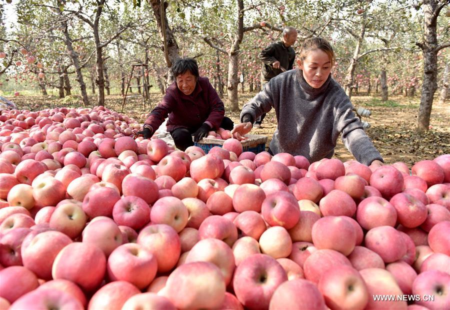 الصورة: التفاح يدفع زيادة دخول المزارعين في مدينة بشمالي الصين