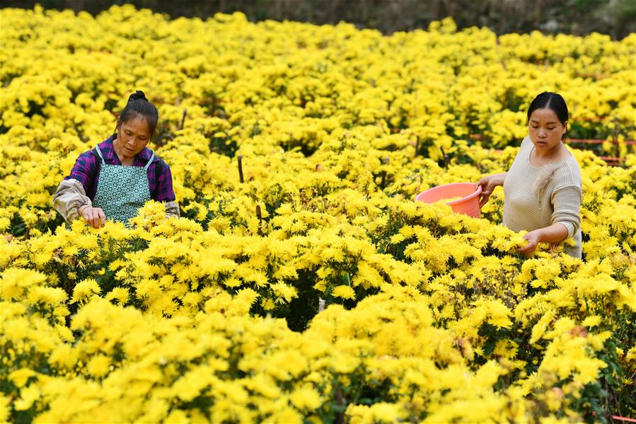 الصورة: زهور الأقحوان تساعد على تخفيف الفقر في قرية بجنوب غربي الصين