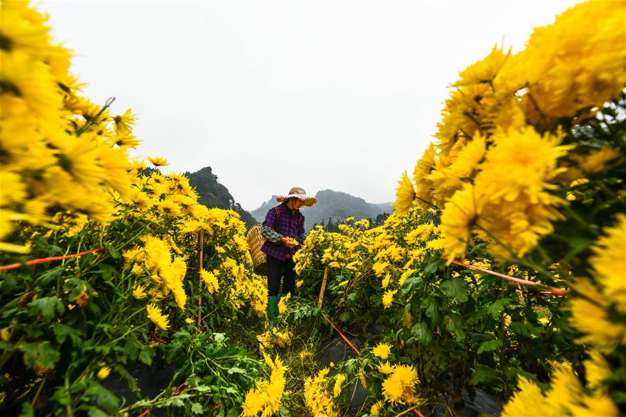 الصورة: زهور الأقحوان تساعد على تخفيف الفقر في قرية بجنوب غربي الصين