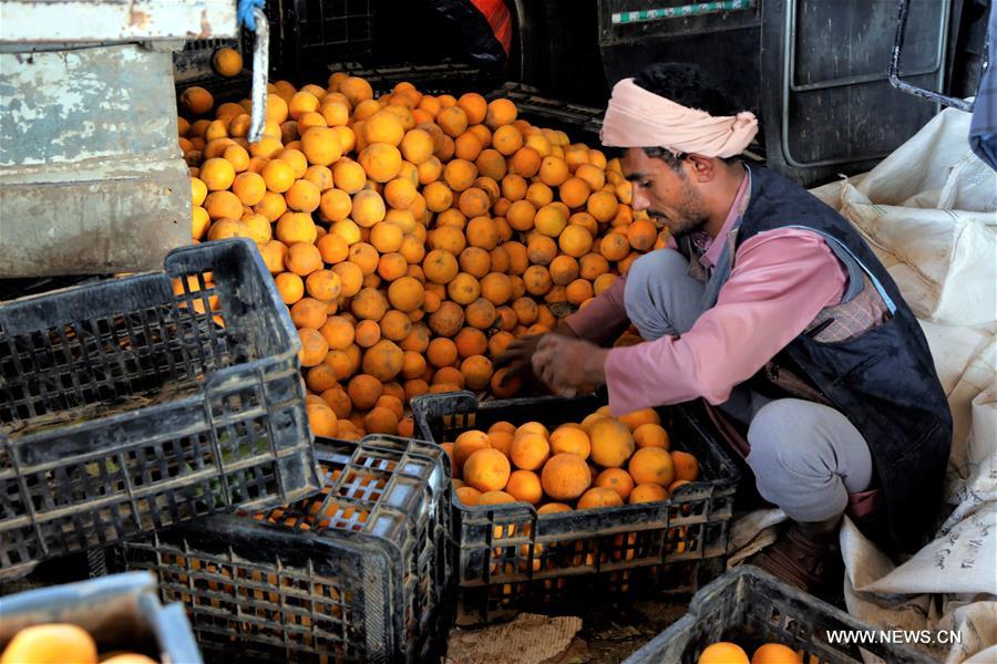 الصورة: موسم حصاد البرتقال في اليمن