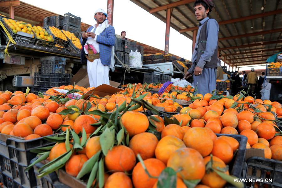 الصورة: موسم حصاد البرتقال في اليمن