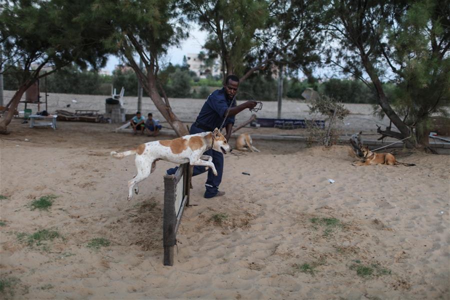 الصورة: طبيب فلسطيني يرعى الكلاب الضالة في غزة