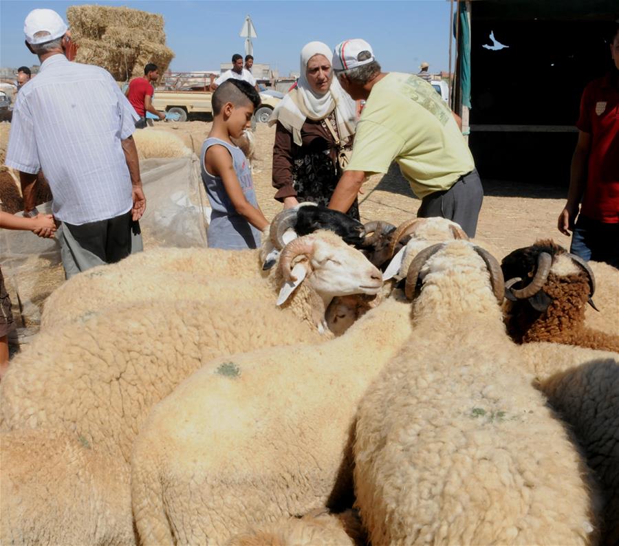 الصورة: إقبال كبير على شراء الأغنام بتونس استعدادًا لعيد الأضحى