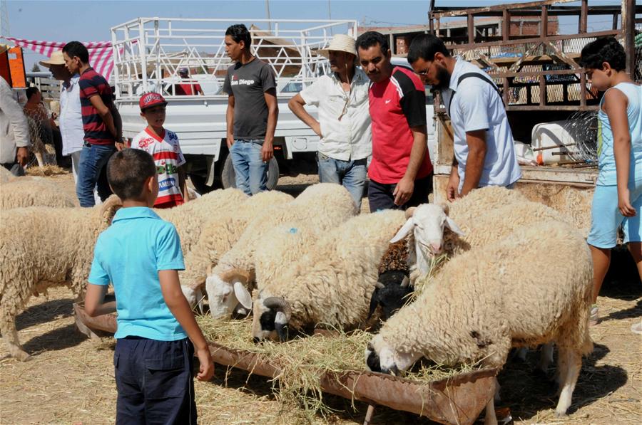 الصورة: إقبال كبير على شراء الأغنام بتونس استعدادًا لعيد الأضحى