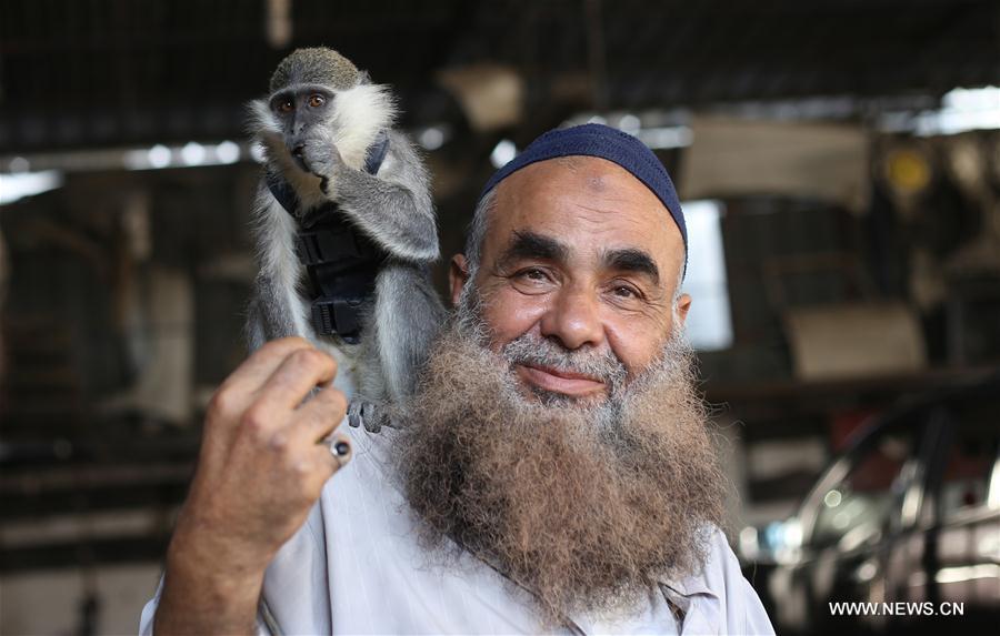الصورة: فلسطيني يهوى تربية القرود في غزة