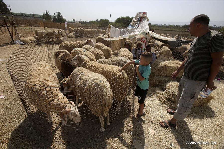 الصورة: الماشية والأغنام من أهم مظاهر استعداد الجزائريين لاستقبال عيد الأضحى