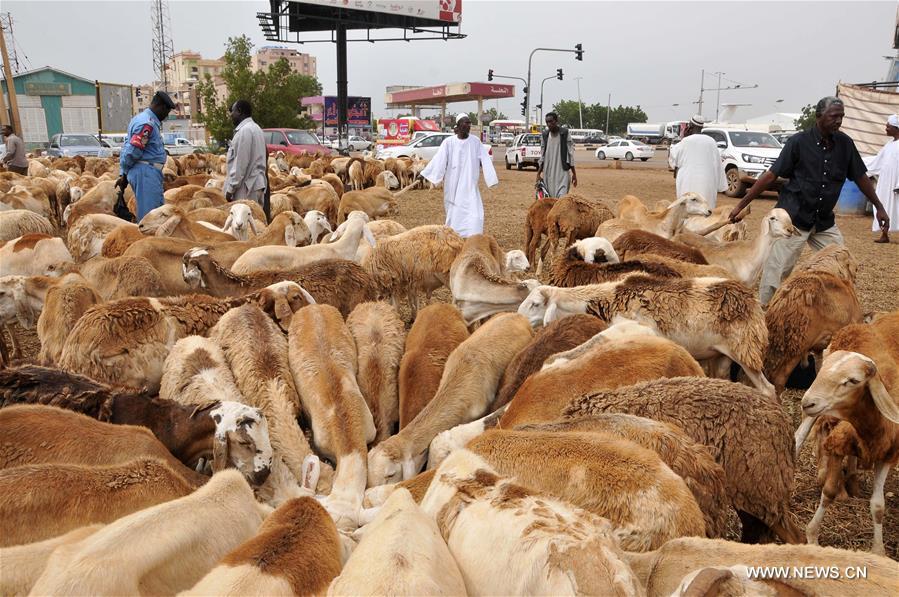 الصورة: الماشية والأغنام من أهم مظاهر استعداد السودانيين لاستقبال عيد الأضحى
