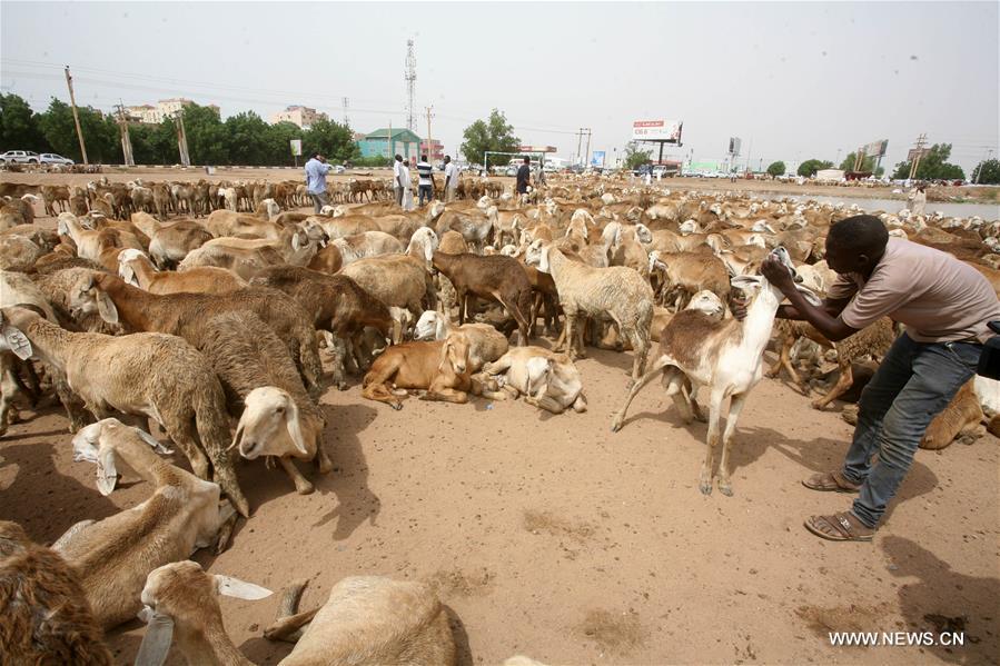 الصورة: الماشية والأغنام من أهم مظاهر استعداد السودانيين لاستقبال عيد الأضحى