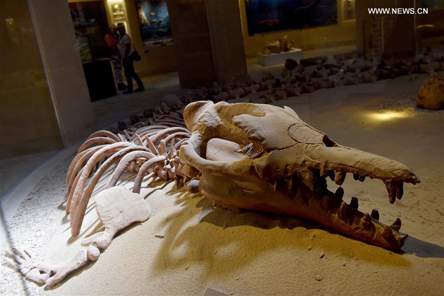 الصورة: "وادي الحيتان" من أشهر المحميات الطبيعية جنوب القاهرة