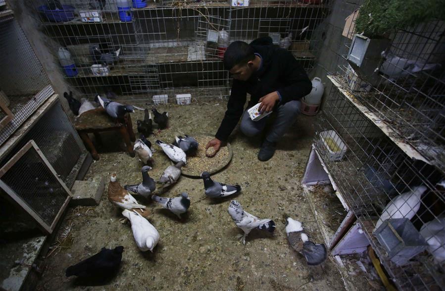 الصورة: فلسطيني يربي 15 نوعًا من الحمام على سطح منزله