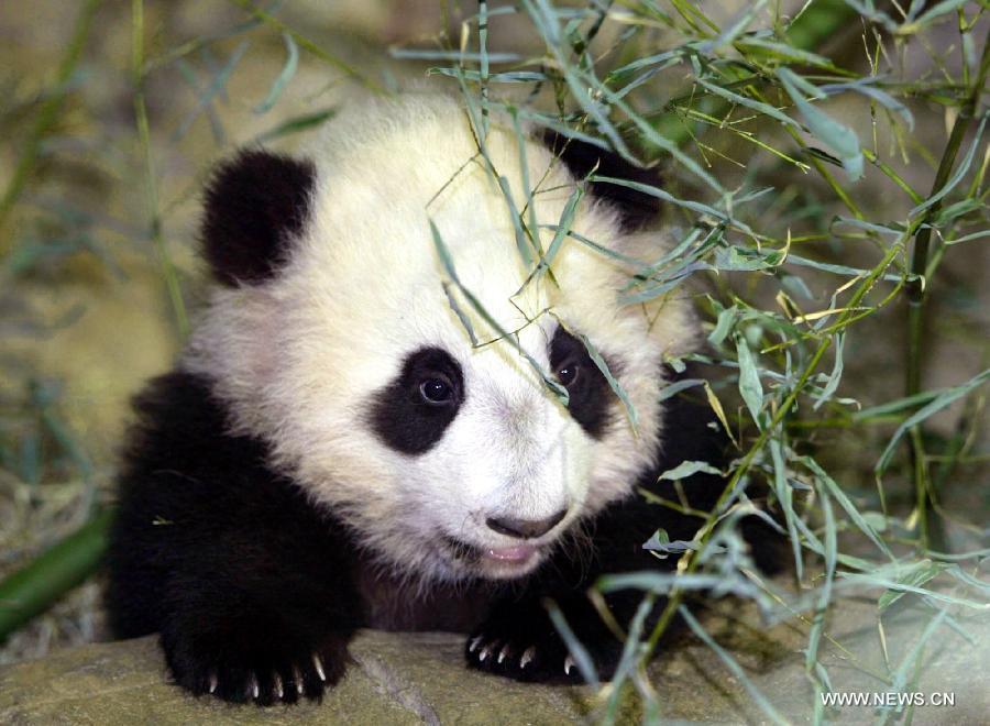 CHINA-U.S.-GIANT PANDAS (CN)