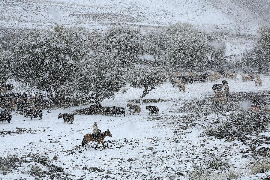 #（生态）（3）天山飞雪