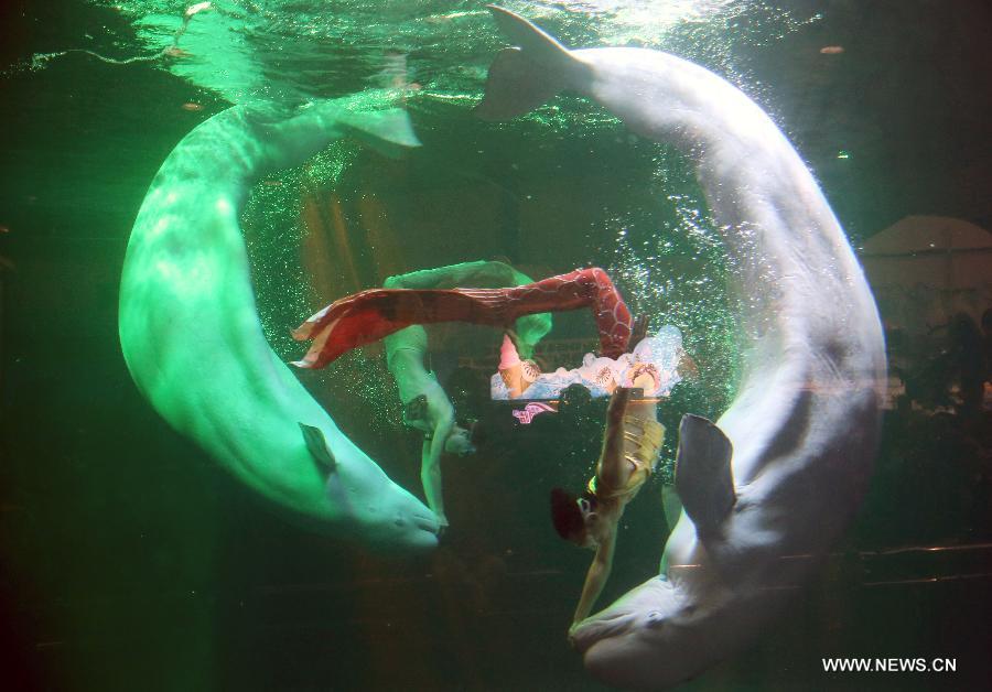 （社会）（2）北京海洋馆启动“爱鲨日”和美人鱼形象大使招募活动