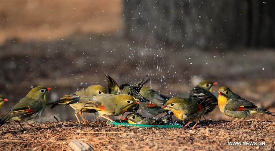 #CHINA-BEIJING-RED-BILLED LEIOTHRIX (CN)