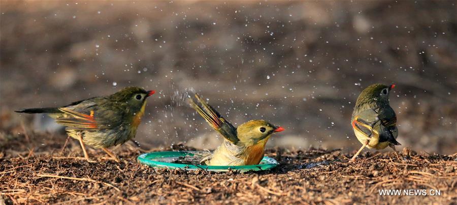 #CHINA-BEIJING-RED-BILLED LEIOTHRIX (CN)