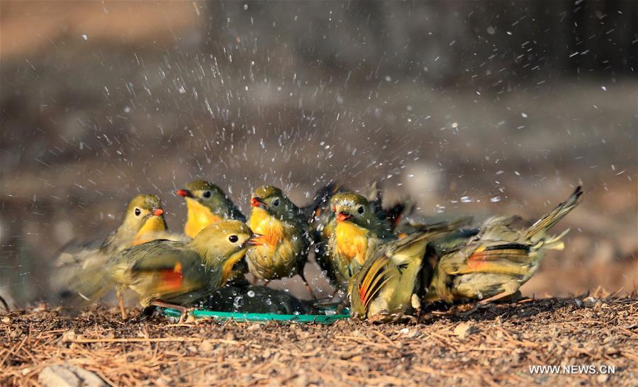 #CHINA-BEIJING-RED-BILLED LEIOTHRIX (CN)