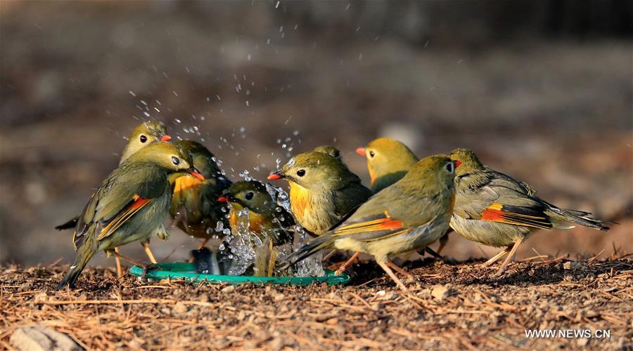 #CHINA-BEIJING-RED-BILLED LEIOTHRIX (CN)