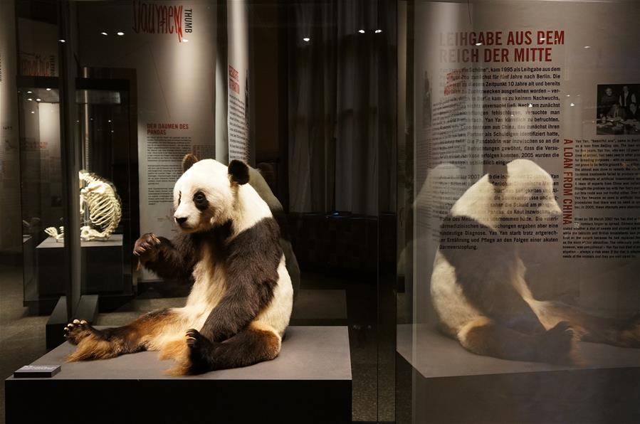 （国际·年终报道）（13）全世界都爱大熊猫
