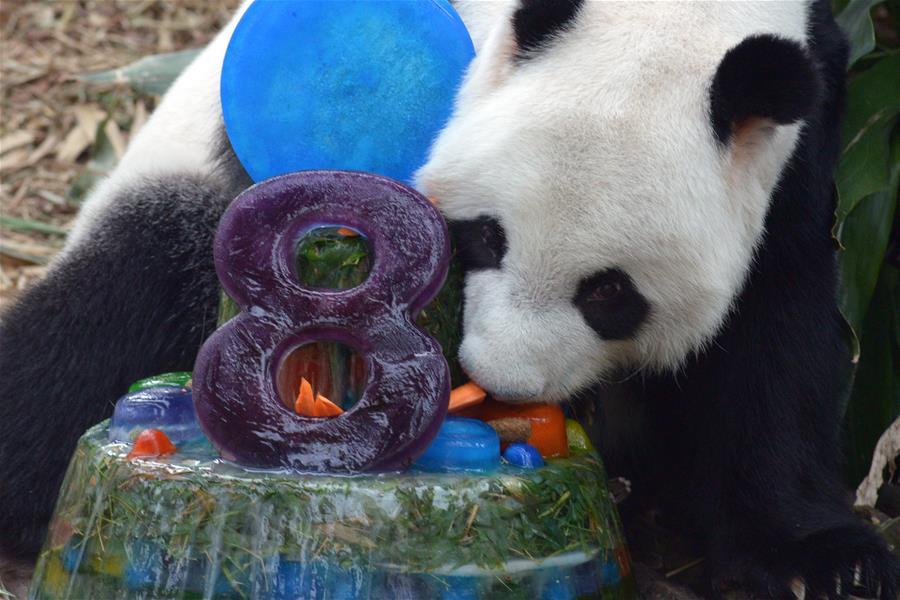 （国际·年终报道）（7）全世界都爱大熊猫