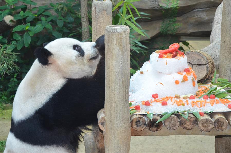 （国际·年终报道）（5）全世界都爱大熊猫