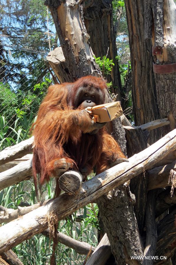 CHILE-BUIN-FAUNA-CHRISTMAS