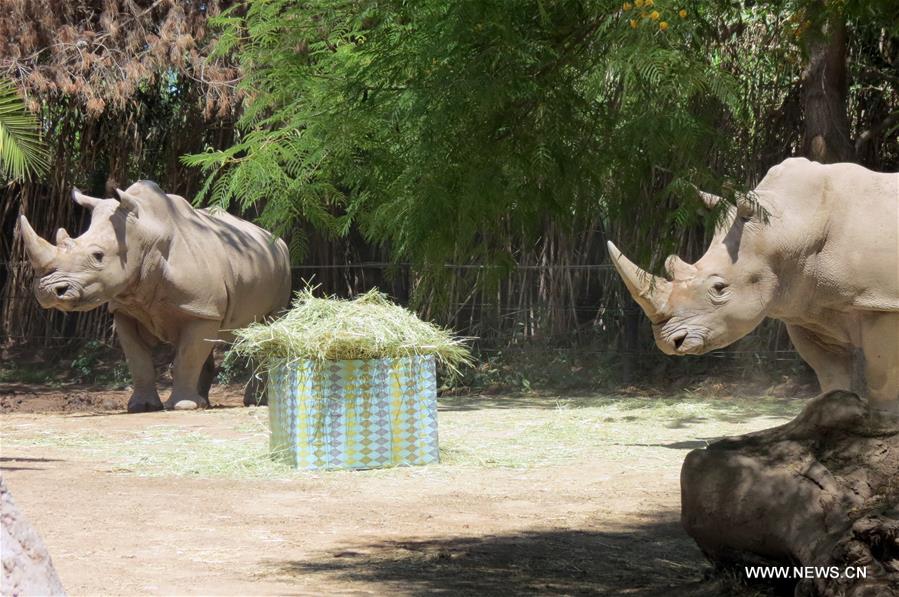 CHILE-BUIN-FAUNA-CHRISTMAS