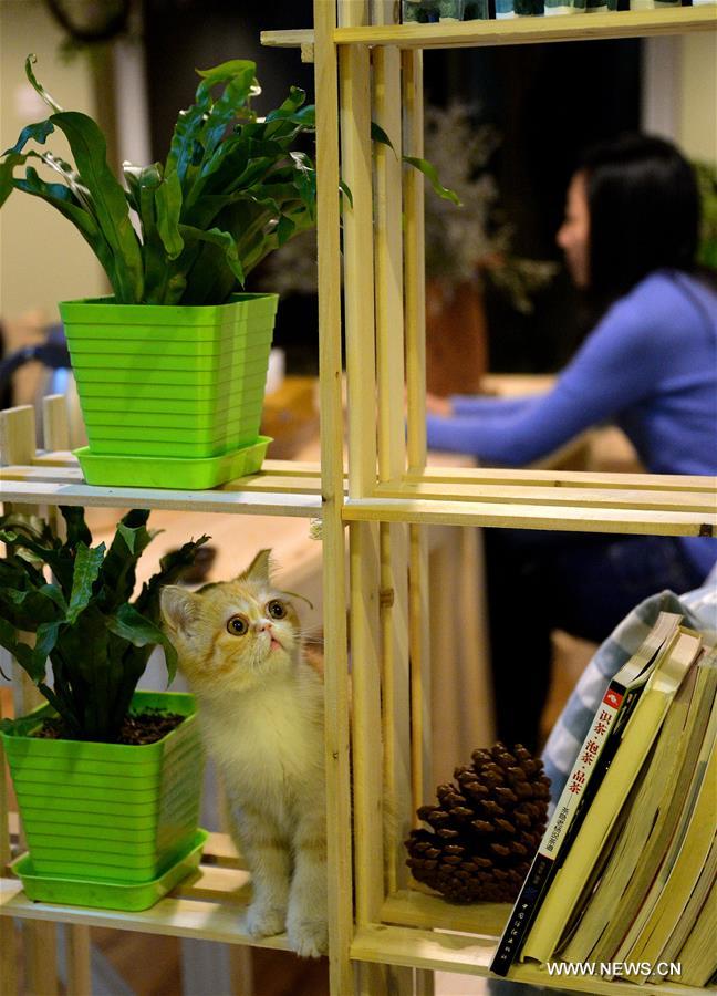 #CHINA-HEBEI-CAT CAFE (CN)