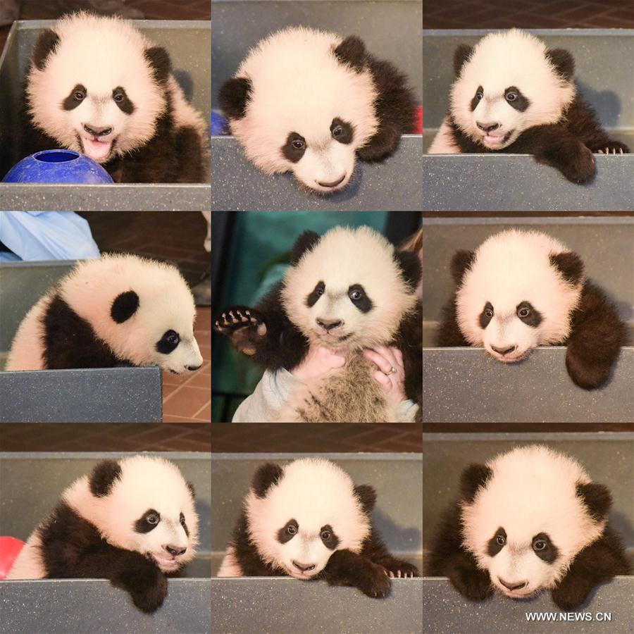 （国际）（5）华盛顿国家动物园的大熊猫“贝贝”接受体检