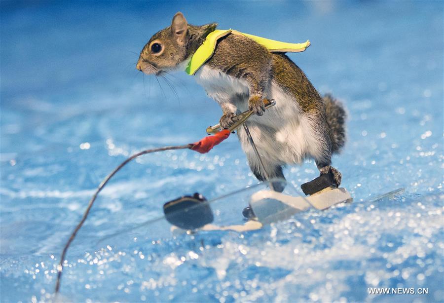 CANADA-TORONTO-WATERSKIING SQUIRREL-TWIGGY