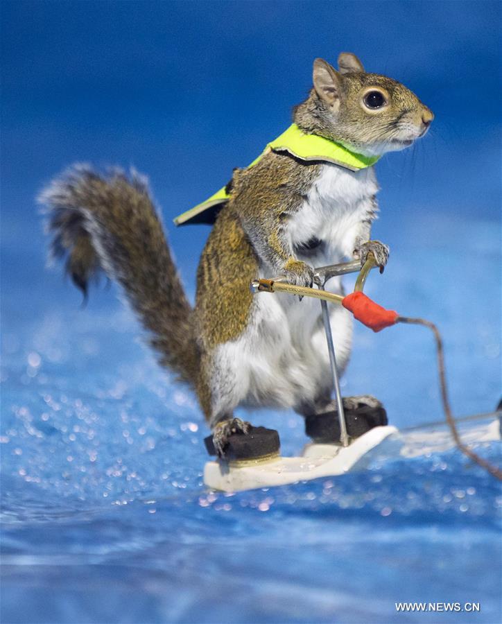 CANADA-TORONTO-WATERSKIING SQUIRREL-TWIGGY