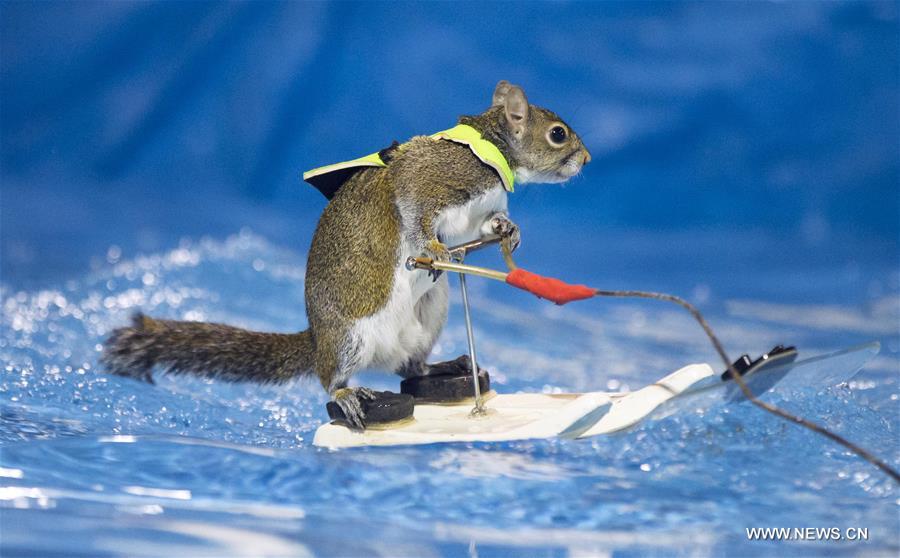 CANADA-TORONTO-WATERSKIING SQUIRREL-TWIGGY