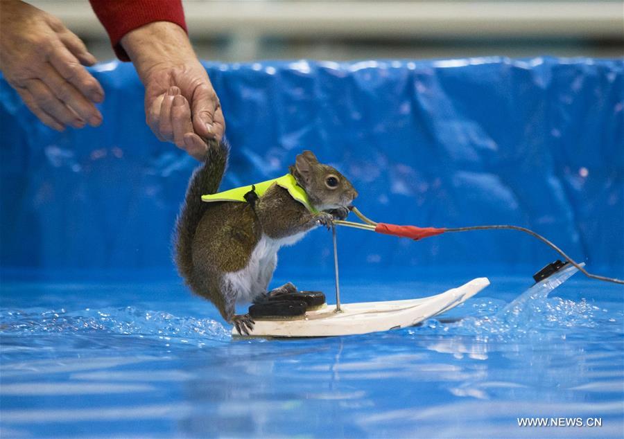 CANADA-TORONTO-WATERSKIING SQUIRREL-TWIGGY