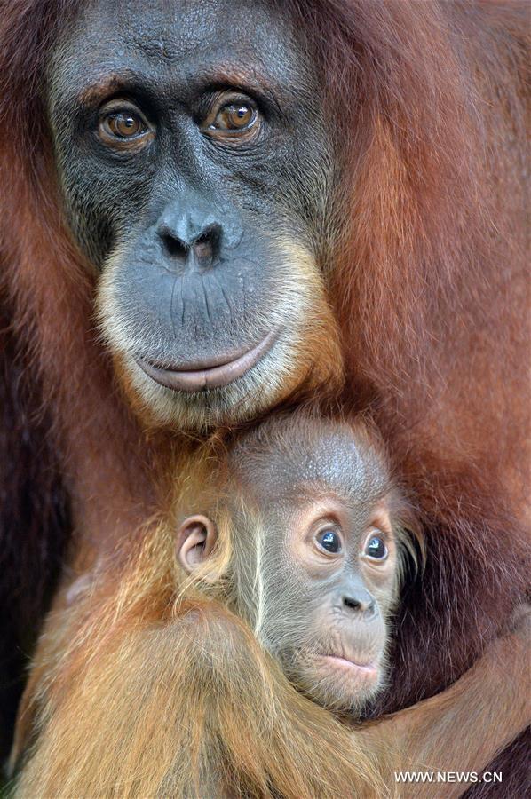 （国际）（2）新加坡野生动物保育集团2015年迎来超过700头动物小宝宝