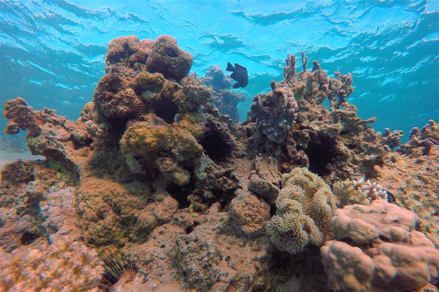 EGYPT-SOUTH SINAI-RED SEA-UNDERWATER VIEW