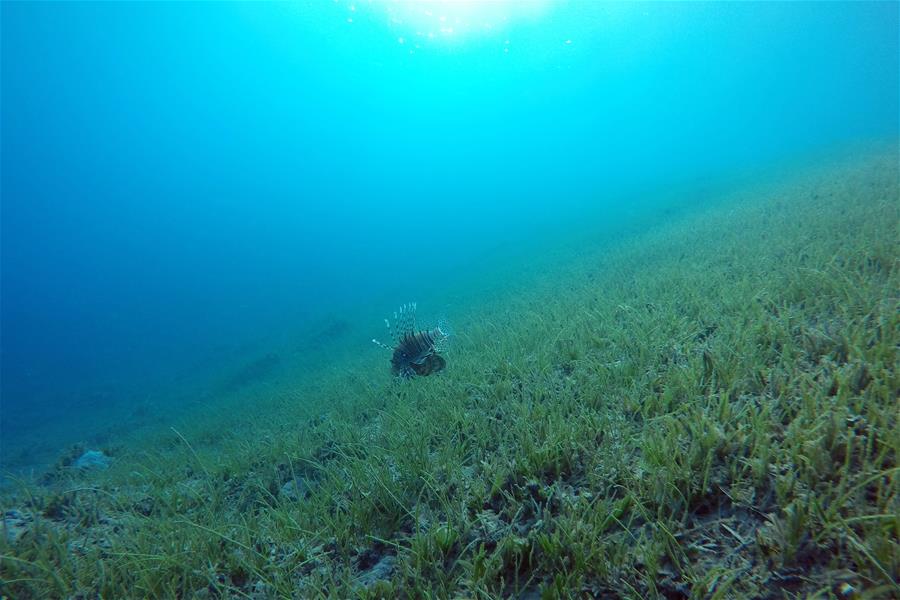 EGYPT-SOUTH SINAI-RED SEA-UNDERWATER VIEW