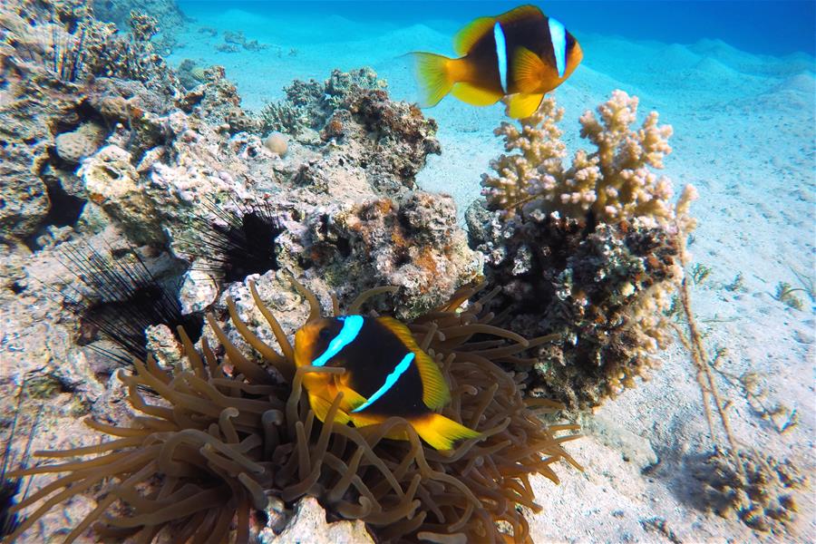 EGYPT-SOUTH SINAI-RED SEA-UNDERWATER VIEW