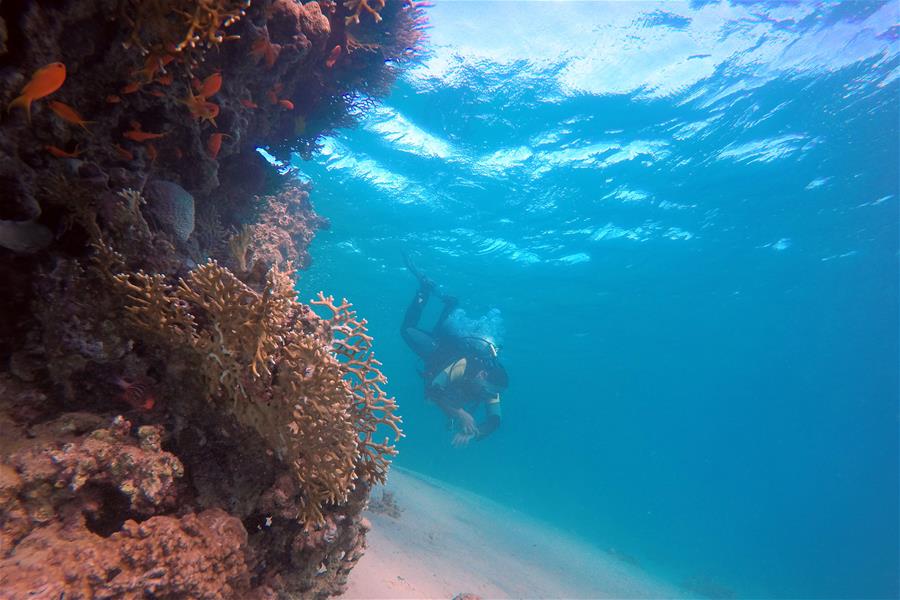 EGYPT-SOUTH SINAI-RED SEA-UNDERWATER VIEW