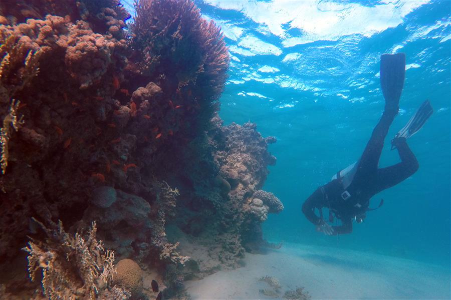 EGYPT-SOUTH SINAI-RED SEA-UNDERWATER VIEW