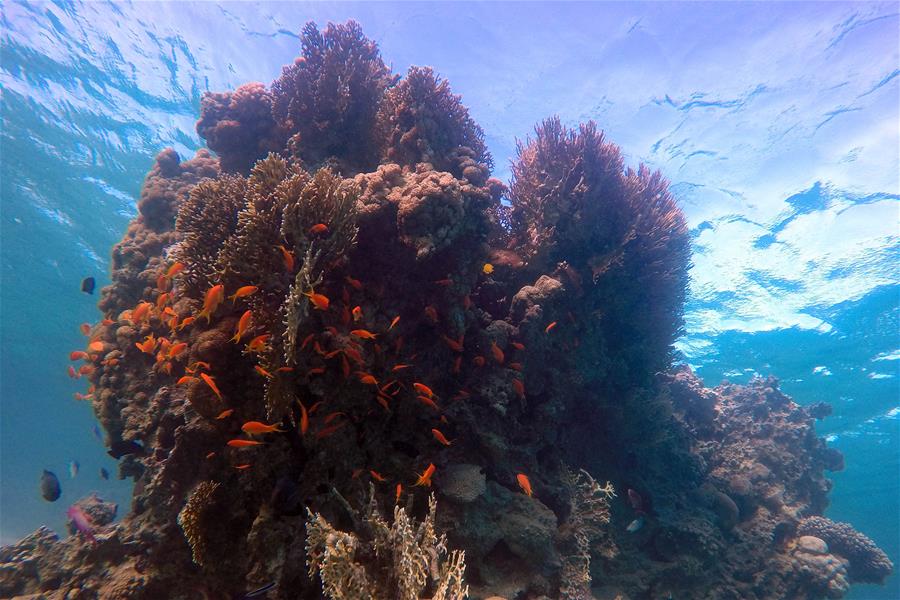 EGYPT-SOUTH SINAI-RED SEA-UNDERWATER VIEW