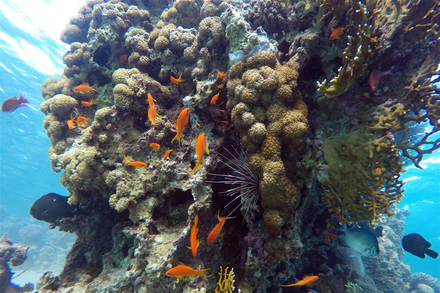 EGYPT-SOUTH SINAI-RED SEA-UNDERWATER VIEW