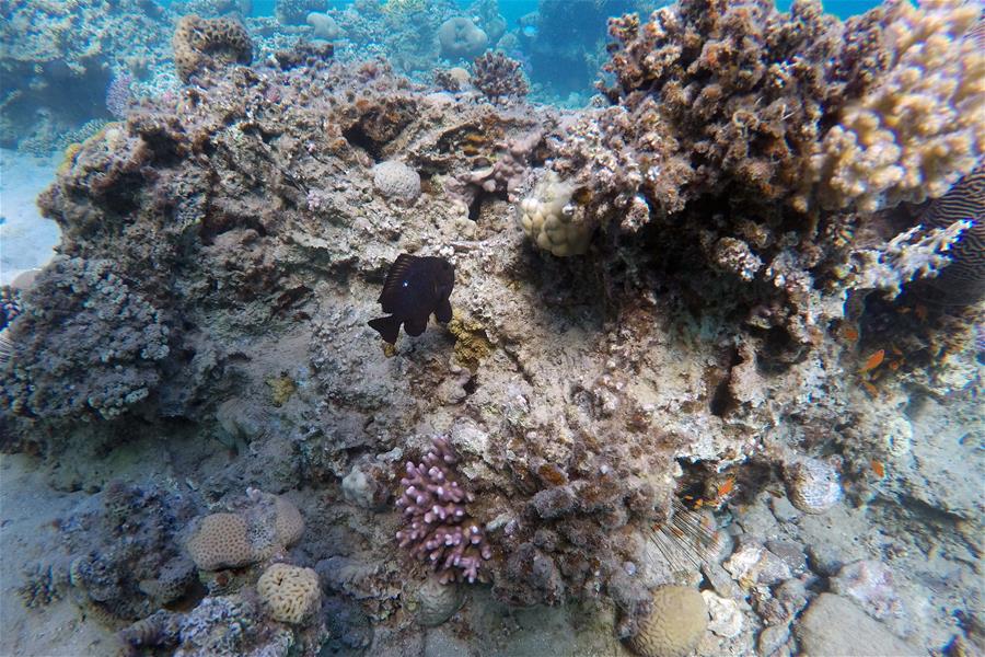 EGYPT-SOUTH SINAI-RED SEA-UNDERWATER VIEW