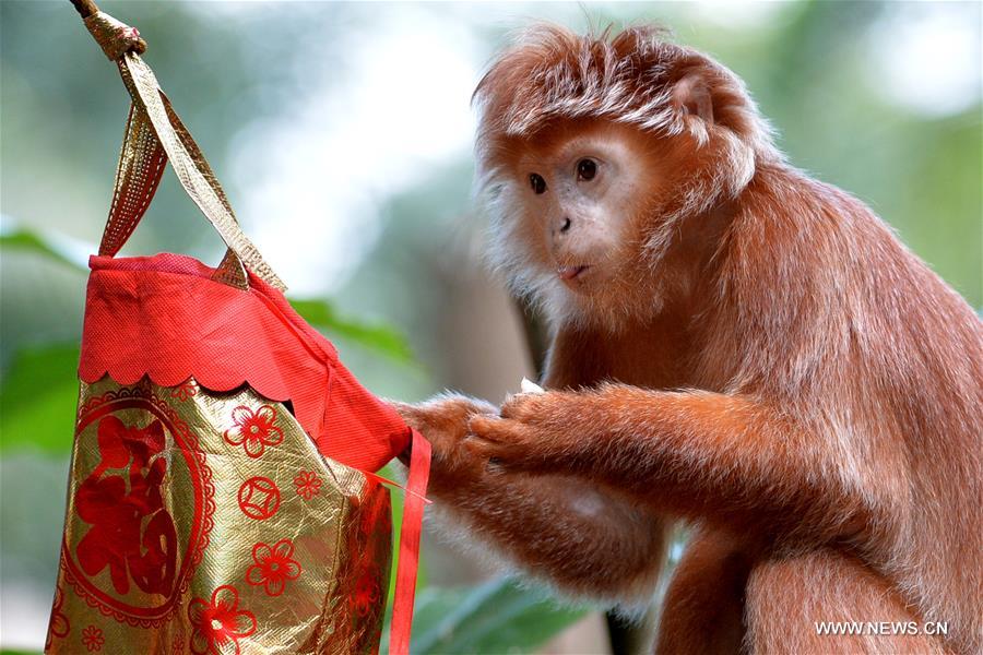 （国际）（1）新加坡动物园喜迎农历猴年