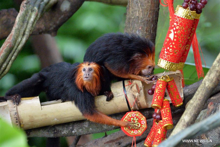 （国际）（3）新加坡动物园喜迎农历猴年