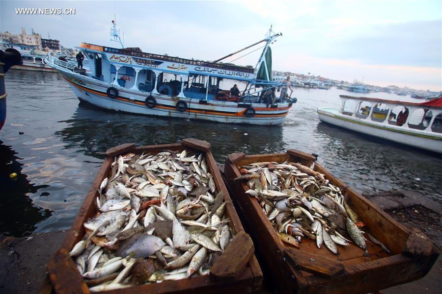 （国际）（4）尼罗河入海口的清晨鱼市